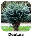 Deutzia